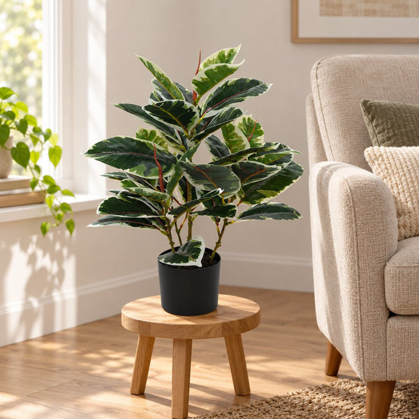 Artificial Bushy Dense Variegated Ficus Tree (Rubber Tree) 50cm — gallery image 11