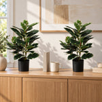 Artificial Bushy Dense Variegated Ficus Tree (Rubber Tree) 50cm - Designer Vertical Gardens Artificial Ficus artificial garden plants