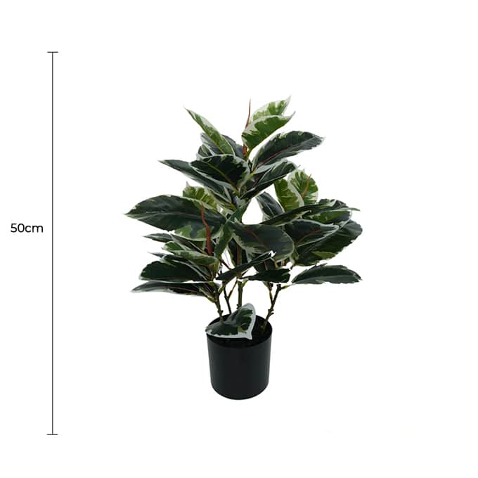 Artificial Bushy Dense Variegated Ficus Tree (Rubber Tree) 50cm — gallery image