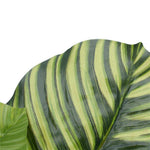 Artificial Calathea Plant 110cm in Pot - Premium Striped Foliage for Home & Office - Designer Vertical Gardens artificial calathea Artificial Trees