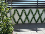 Artificial Extendable Hanging Flowering White Eucalyptus Vine UV Resistant 55cm - Designer Vertical Gardens artificial hanging ferns hanging garland