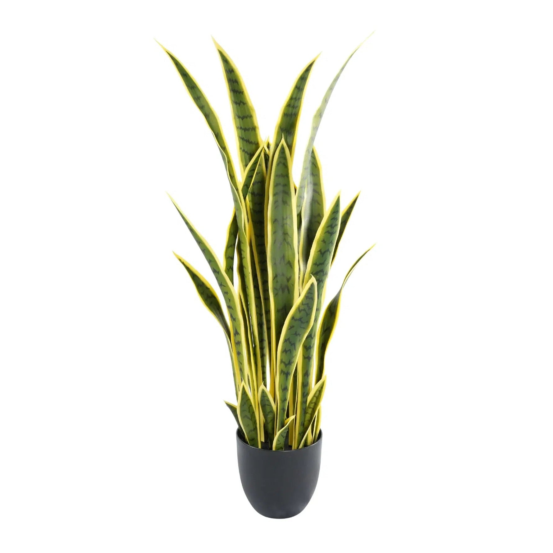 Potted snake plant with yellow stripes on a white background