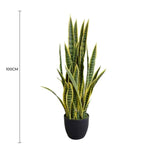 Potted plant with dimensions indicated on a white background