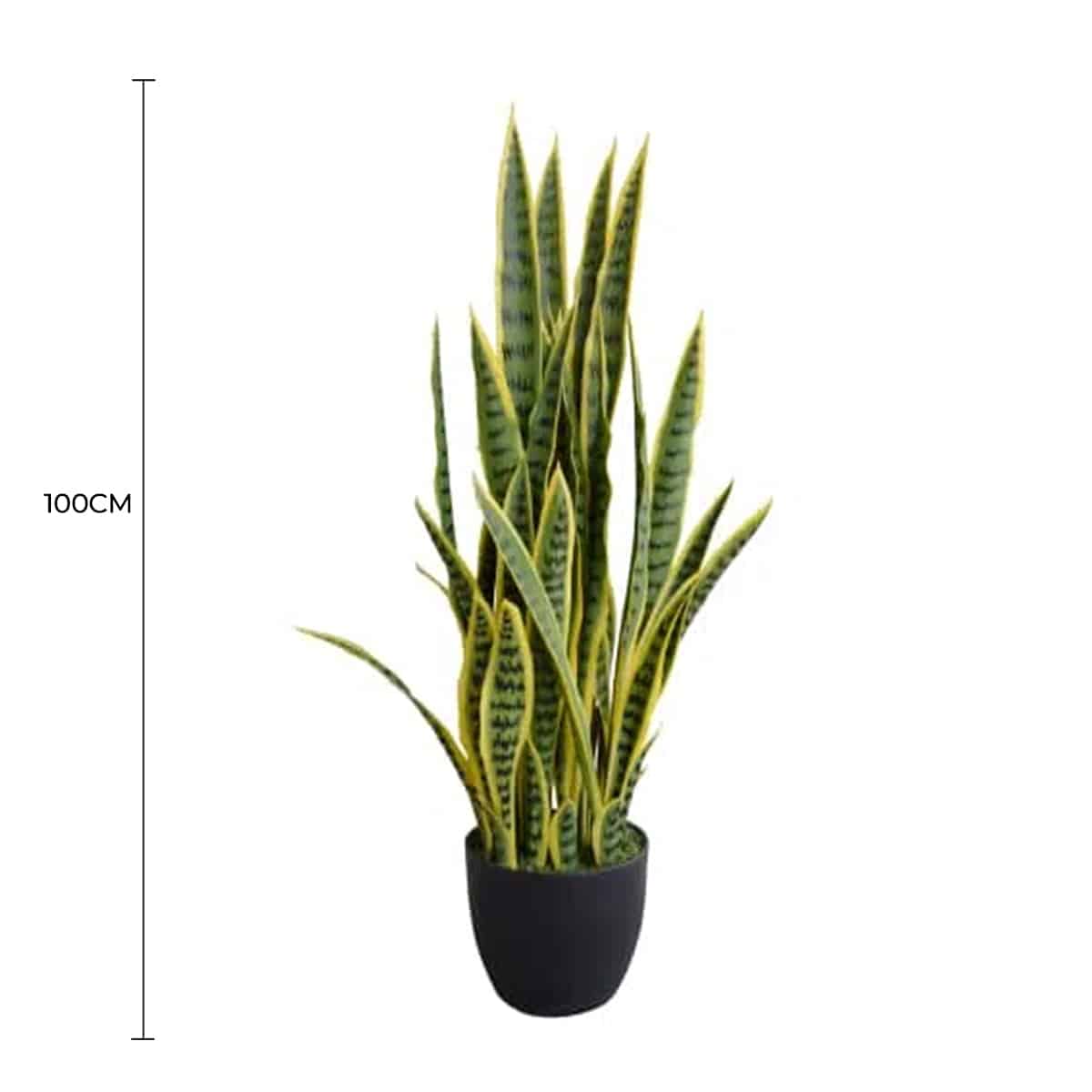 Potted plant with dimensions indicated on a white background