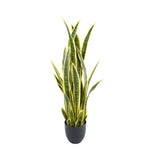Potted snake plant with green and yellow leaves on a white background