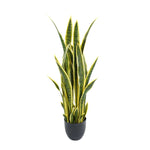 Potted snake plant with green and yellow leaves on a white background