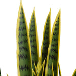 Close-up of a snake plant with green and yellow leaves on a white background