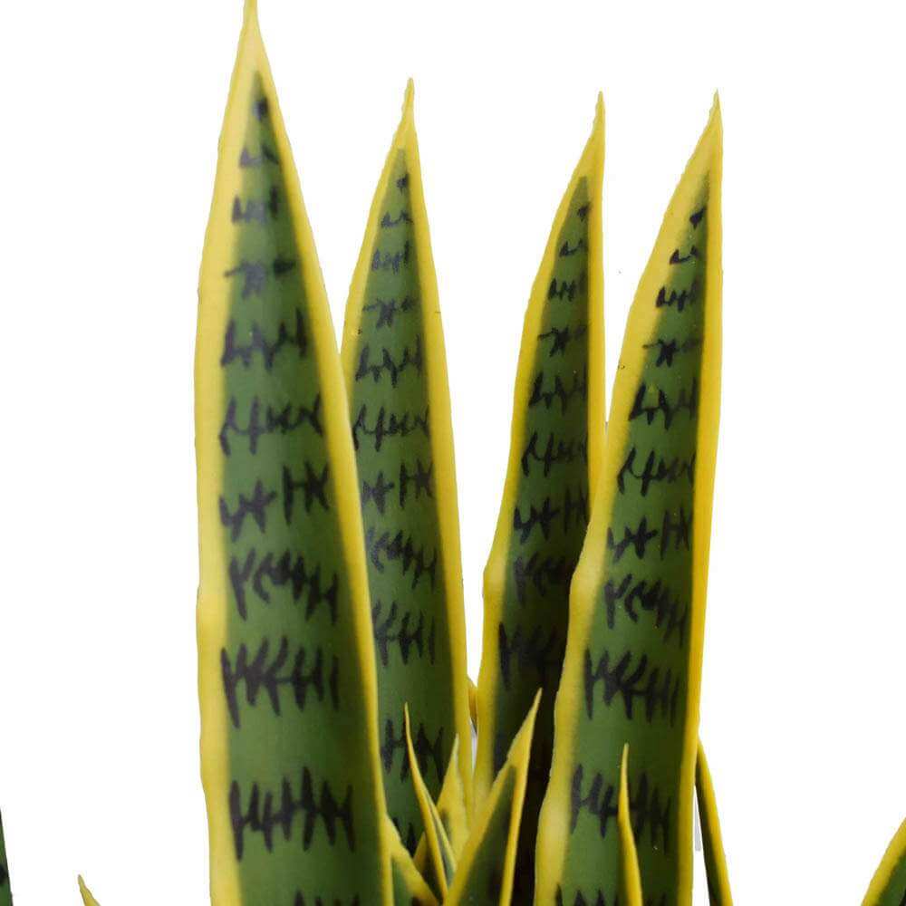 Close-up of a snake plant with green and yellow leaves on a white background
