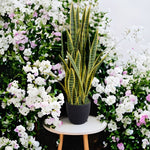 Artificial (faux) Mother in Law Tongue / Yellow Tongue Snake Plant UV Resistant 100CM - Designer Vertical Gardens artificial green wall sydney artificial vertical garden melbourne