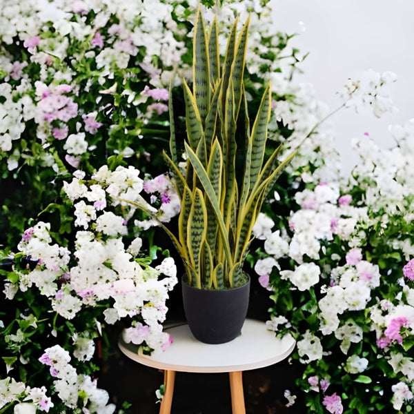 Artificial (faux) Mother in Law Tongue / Yellow Tongue Snake Plant UV Resistant 100CM - image 4