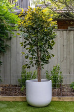 Artificial Ficus Tree 180cm Nearly Natural UV Resistant - Designer Vertical Gardens Artificial Ficus Artificial Trees