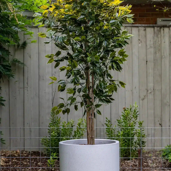 Artificial Ficus Tree 180cm Nearly Natural UV Resistant - image 11