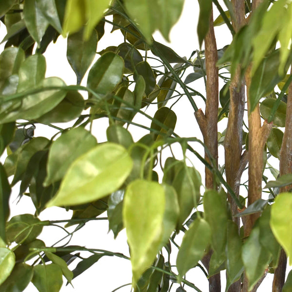 Artificial Ficus Tree 180cm Nearly Natural UV Resistant - image 2