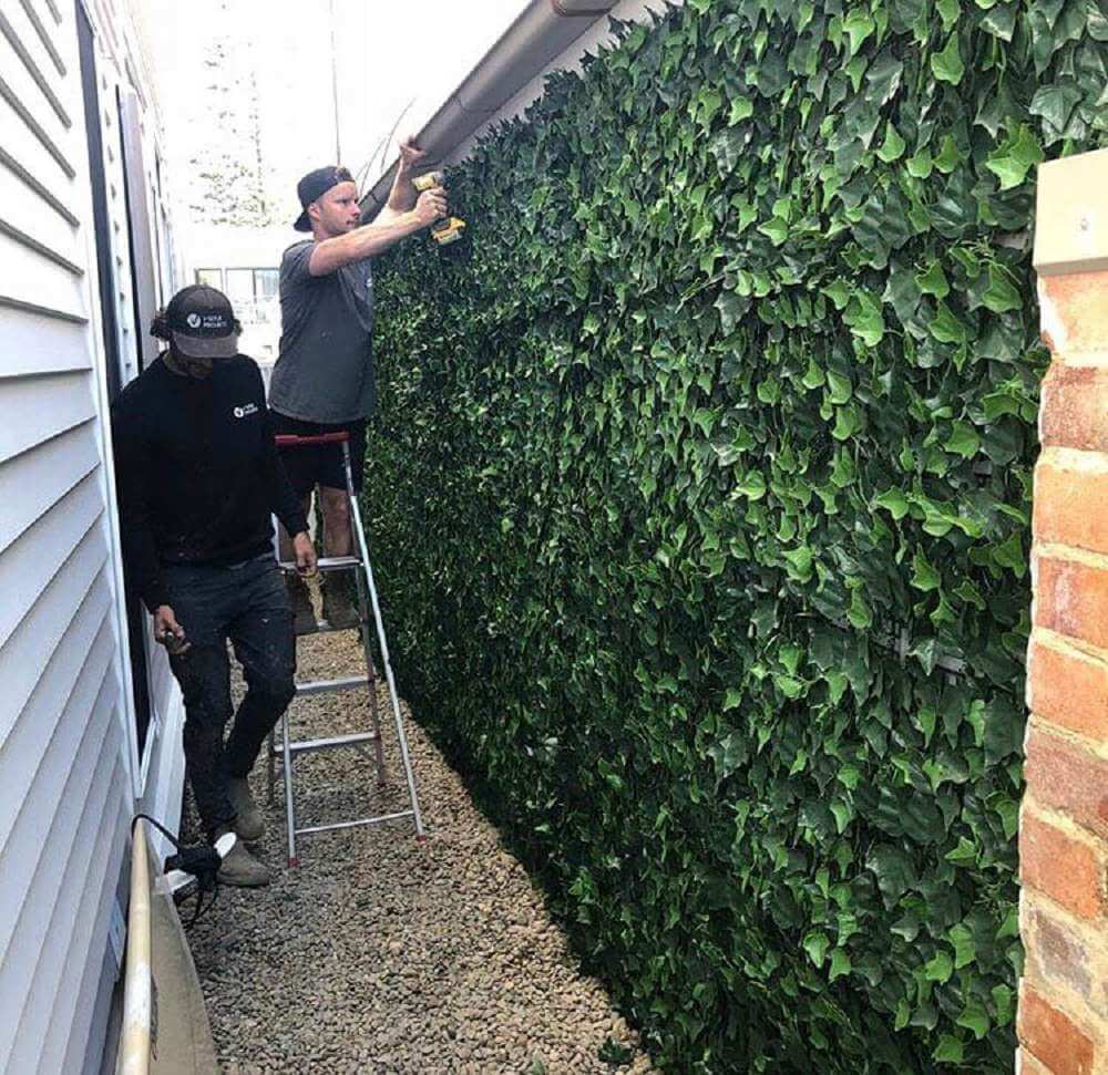 Two men working on a wall covered with green ivy outside a house.