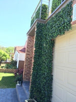 Green ivy covering a building facade with a clear blue sky.