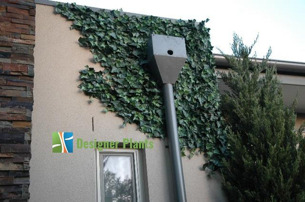 Artificial Ivy Hedge Panel 1m x 1m – SGS UV Resistant — gallery image 19