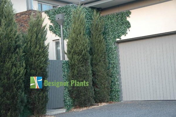 Artificial Ivy Hedge Panel 1m x 1m – SGS UV Resistant — gallery image 18