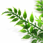 Close-up of green plant leaves on a white background
