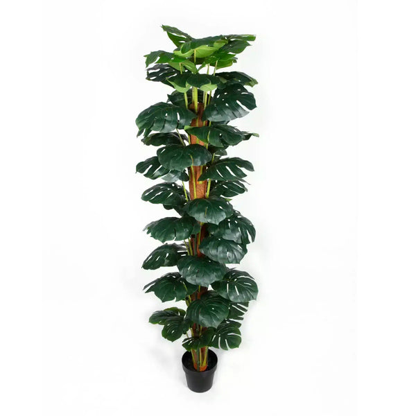 Artificial Money Plant (Monstera) with decorative pot 180cm — gallery image 3