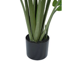 Potted plant with green leaves in a black pot on a white background