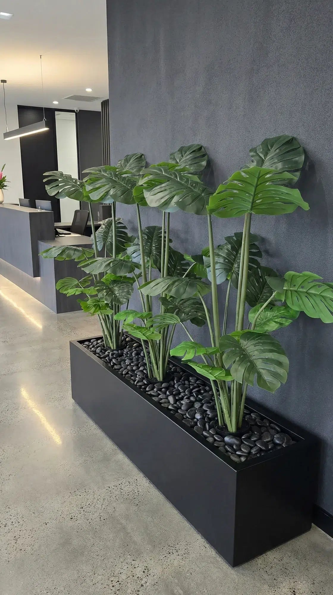 Plants in a black planter against a gray wall in an indoor setting