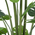 Close-up of a Monstera plant with green leaves on a white background