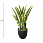 Potted plant with green and yellow leaves on a white background, labeled with a 60cm measurement.