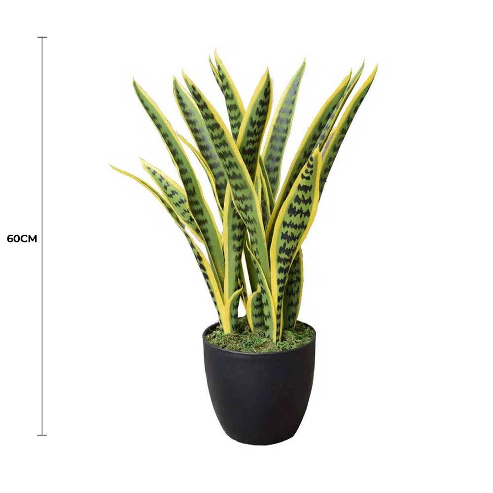 Potted plant with green and yellow leaves on a white background, labeled with a 60cm measurement.