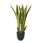 Potted plant with green and yellow leaves on a white background