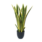 Potted plant with green and yellow leaves on a white background