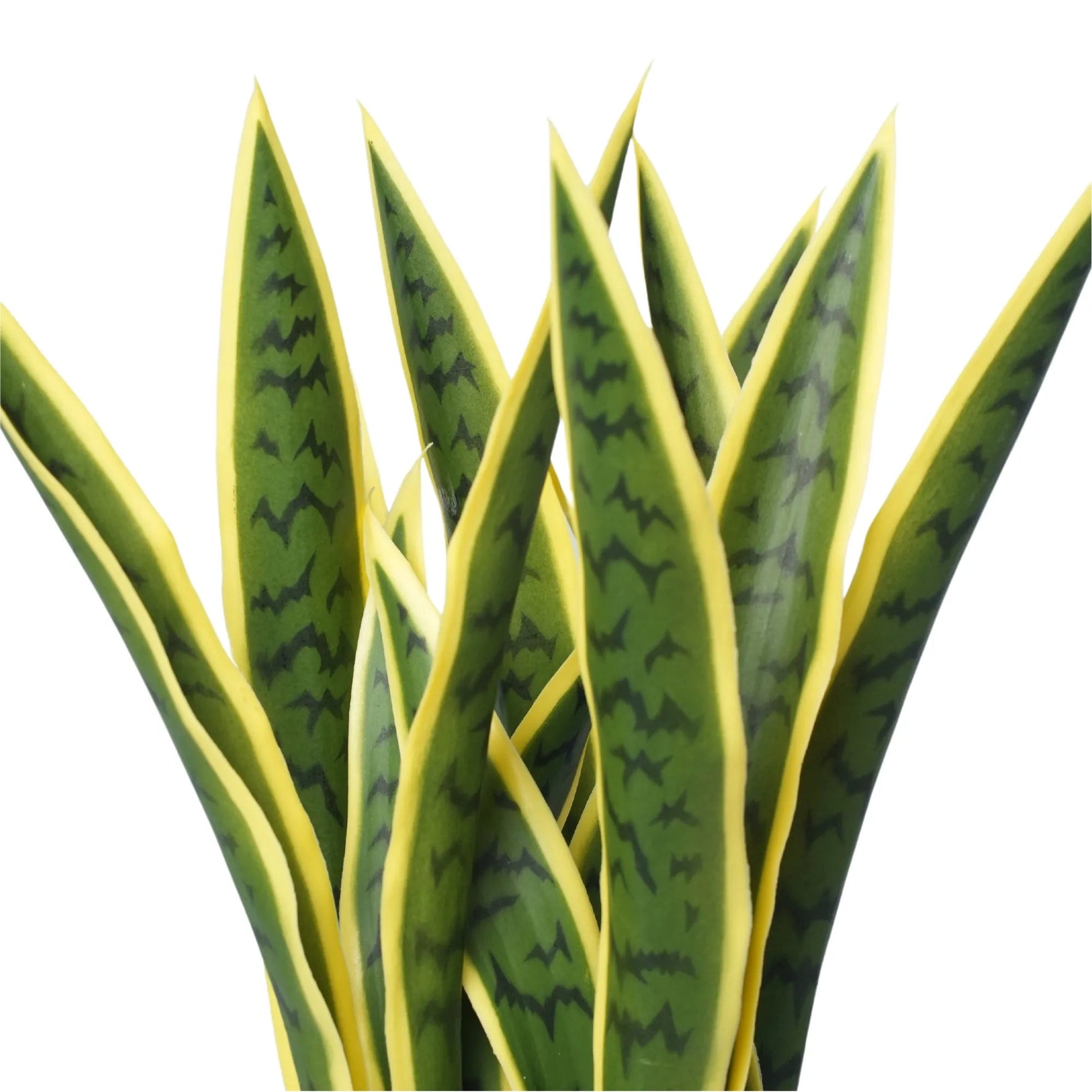Green and yellow snake plant on a white background