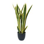 Potted snake plant with green and yellow leaves on a white background