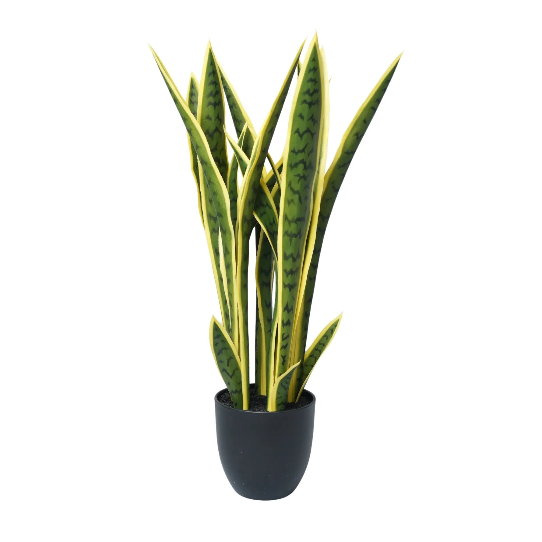 Potted snake plant with green and yellow leaves on a white background