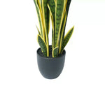 Potted snake plant with green and yellow leaves on a white background