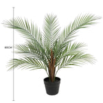 Potted palm plant with dimensions on a white background