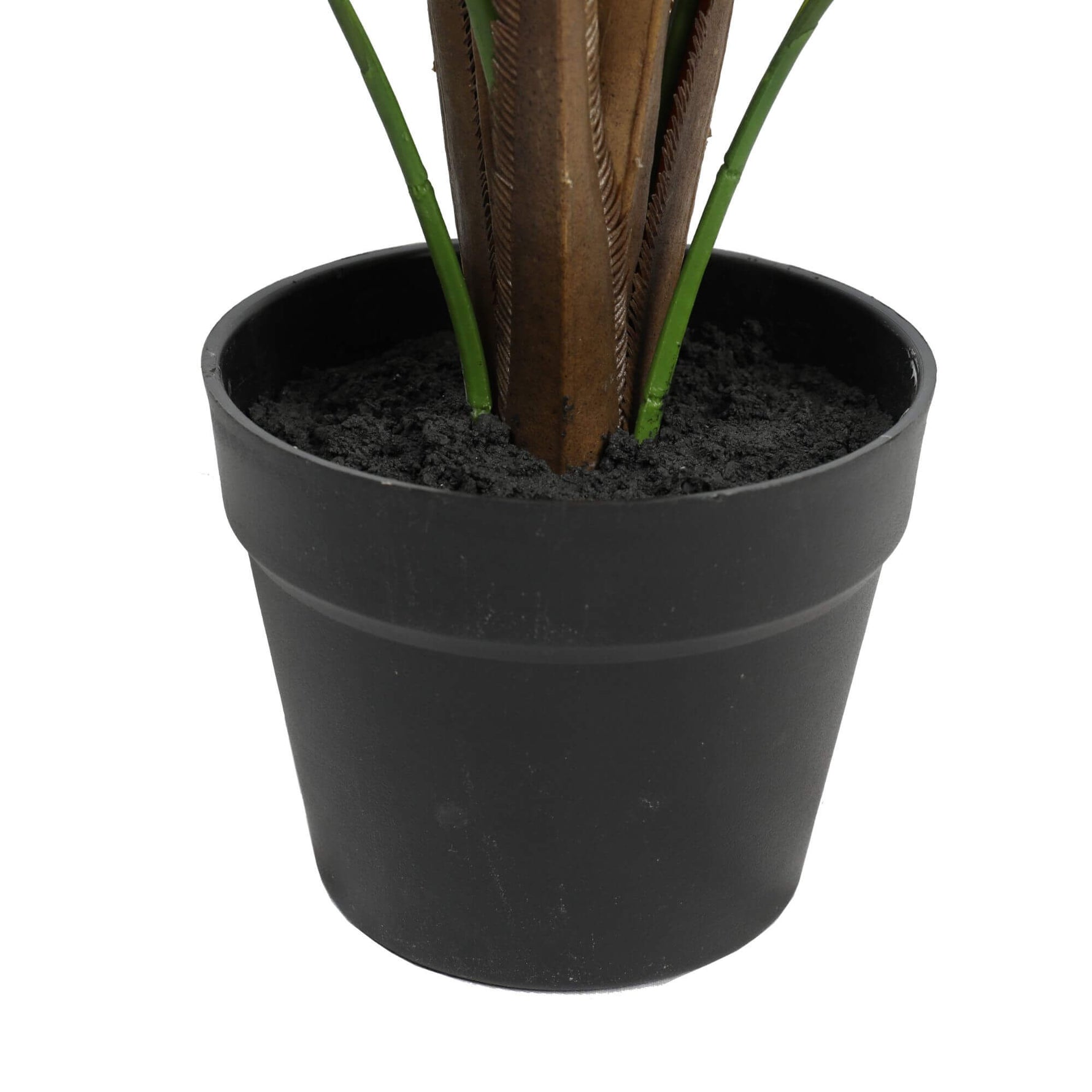 Black pot with a plant on a white background