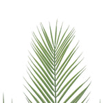 Close-up of a green palm leaf on a white background