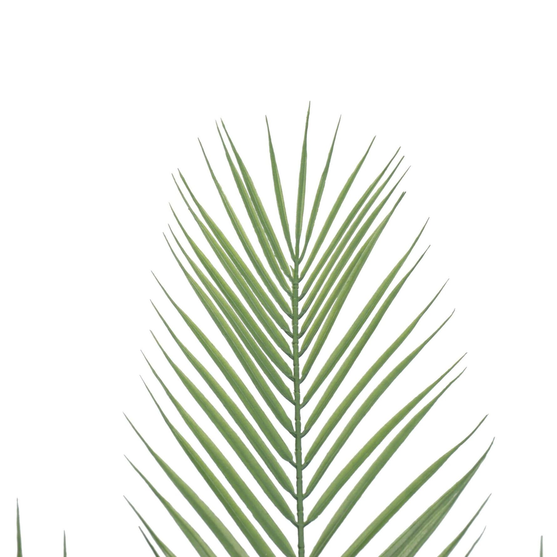 Close-up of a green palm leaf on a white background