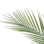 Close-up of a green palm leaf on a white background
