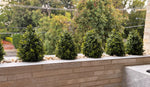 Artificial Planting Topiary with Ground Spike – UV Protected 56cm - Designer Vertical Gardens Artificial Plants artificial shrubs