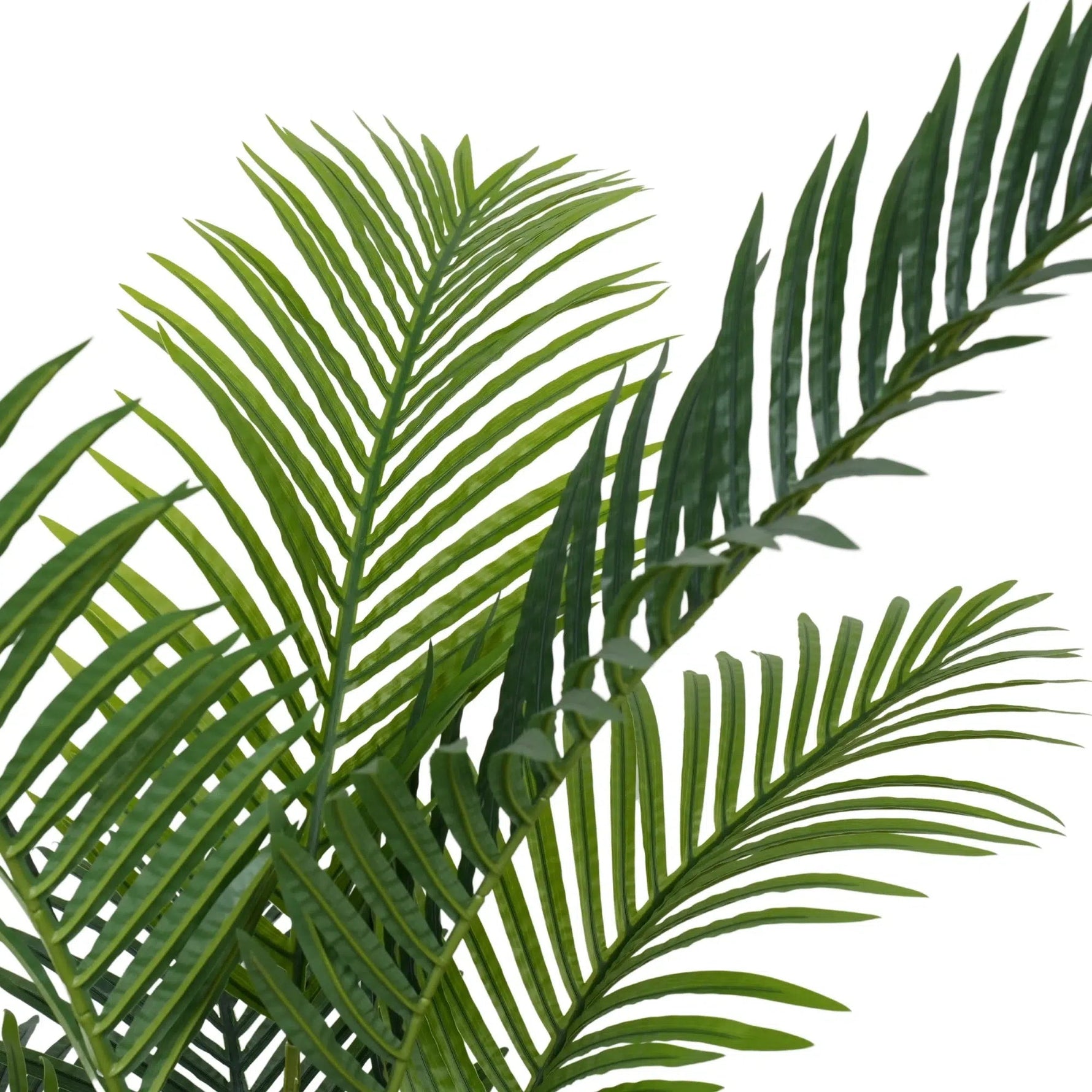 Close-up of green palm leaves on a white background