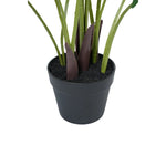 Potted plant with green and brown leaves on a white background
