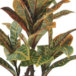 Close-up of a plant with variegated leaves on a white background