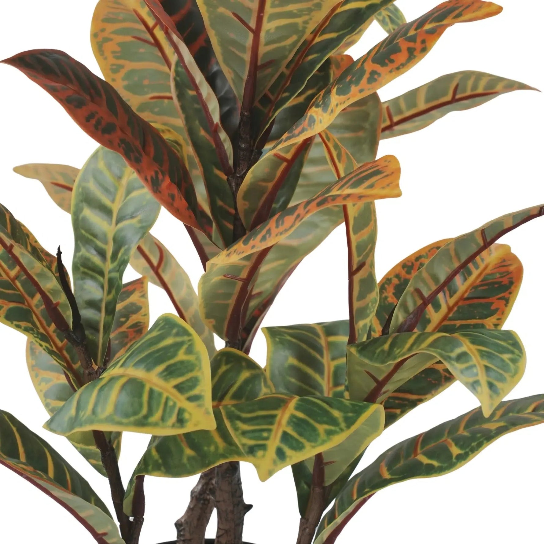 Close-up of a plant with variegated leaves on a white background