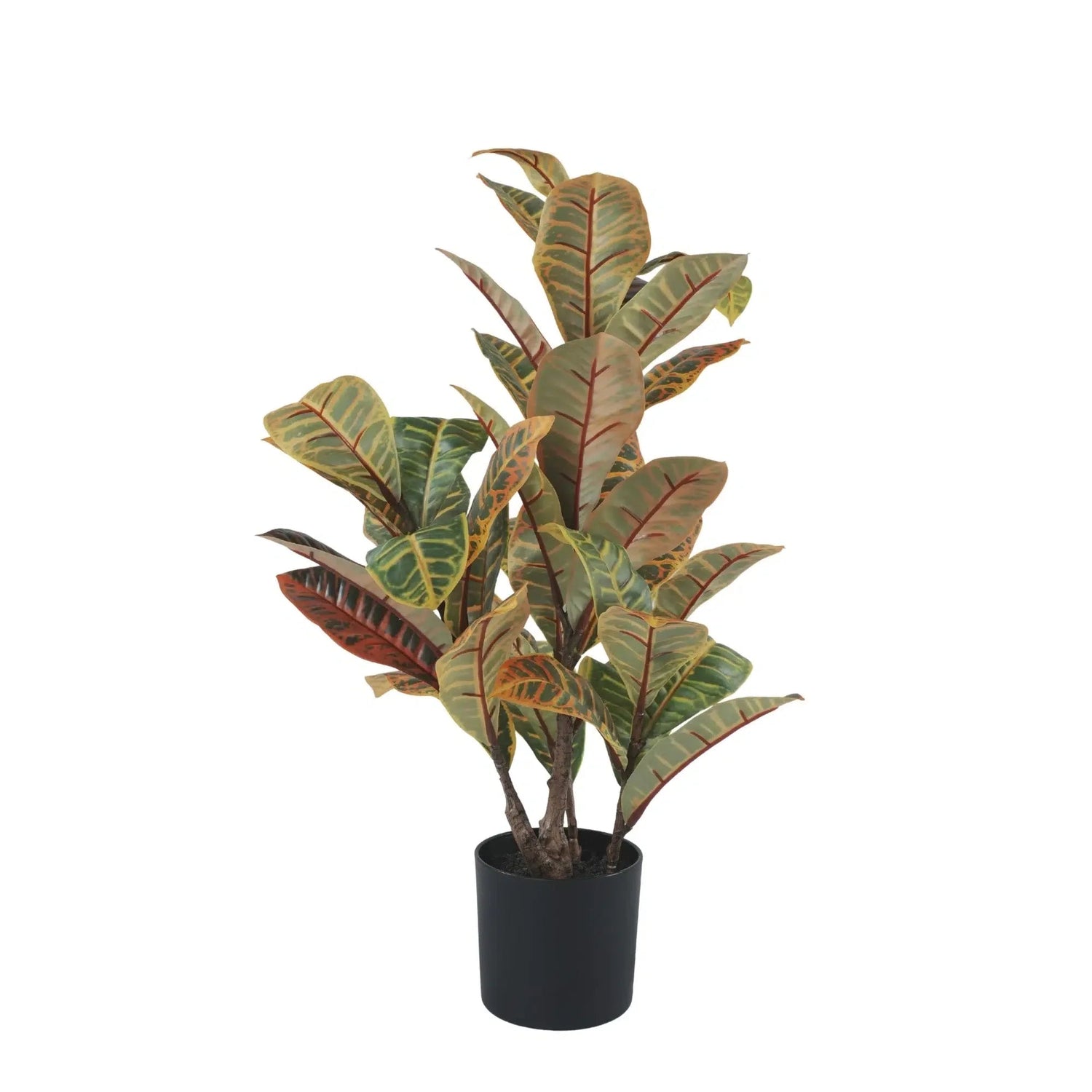 Potted plant with green and brown leaves on a white background