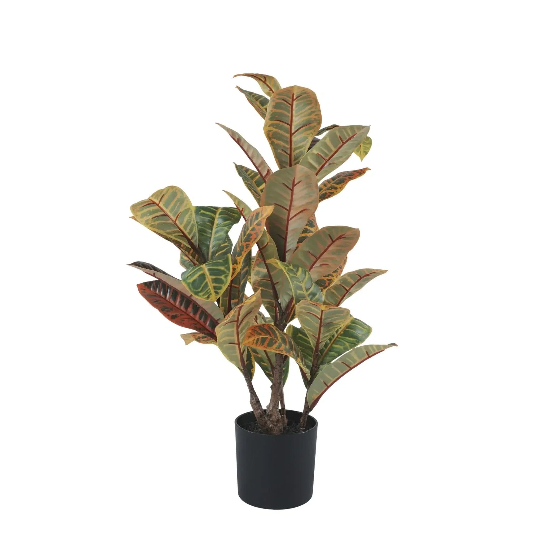Potted plant with green and brown leaves on a white background