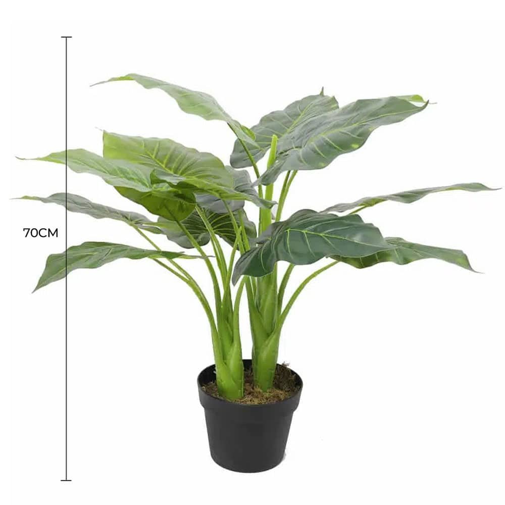Potted plant with dimensions indicated on a white background
