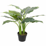 Potted plant with large green leaves on a white background