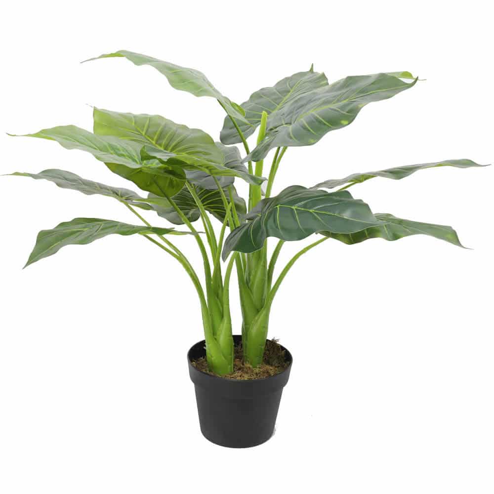 Potted plant with large green leaves on a white background
