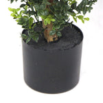 Small potted plant in a black pot on a white background